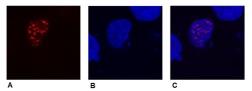 Anti-DDDDK tag antibody [F-tag-01] used in Immunocytochemistry/ Immunofluorescence (ICC/IF). GTX18230