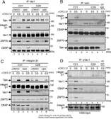Anti-ZAP70 antibody [1E7.2] used in Western Blot (WB). GTX18371