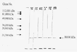 Anti-FGF2 antibody [F-343] used in Western Blot (WB). GTX18629