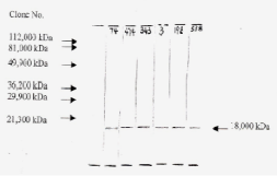 Anti-FGF2 antibody [F-74] used in Western Blot (WB). GTX18631