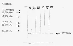 Anti-FGF2 antibody [F-74] used in Western Blot (WB). GTX18631