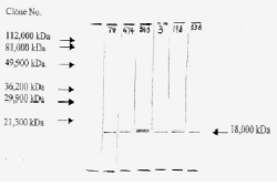 Anti-FGF2 antibody [F-474] used in Western Blot (WB). GTX18634