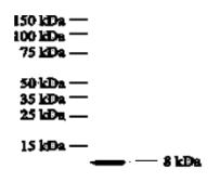 Anti-CXCL8 / IL8 antibody [I8-S2] used in Western Blot (WB). GTX18649