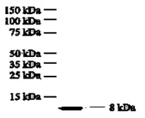Anti-CXCL8 / IL8 antibody [I8-60] used in Western Blot (WB). GTX18656