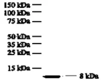 Anti-CXCL8 / IL8 antibody [807] used in Western Blot (WB). GTX18672