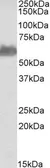 Anti-58K Golgi protein antibody, N-term used in Western Blot (WB). GTX19072