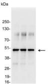 Anti-VSV-G tag antibody used in Western Blot (WB). GTX19257