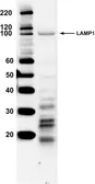 Anti-LAMP1 antibody used in Western Blot (WB). GTX19294