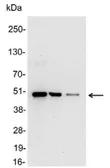 Anti-c-Myc antibody (HRP) used in Western Blot (WB). GTX19312