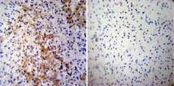 Anti-CRMP5 antibody [CR-3] used in IHC (Paraffin sections) (IHC-P). GTX19352