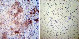 Anti-CRMP5 antibody [CR-1] used in IHC (Paraffin sections) (IHC-P). GTX19378