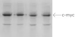 Anti-Myc tag antibody used in Western Blot (WB). GTX20172