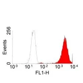 Anti-EGFR antibody [ICR10] used in Flow cytometry (FACS). GTX20231