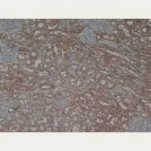 Anti-Laminin antibody used in IHC (Paraffin sections) (IHC-P). GTX20242