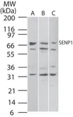 Anti-SENP1 antibody used in Western Blot (WB). GTX20254