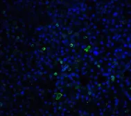 Anti-TLR3 antibody used in IHC (Paraffin sections) (IHC-P). GTX20260