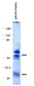 Goat Anti-llama IgG antibody. GTX20271