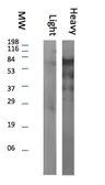 Rabbit Anti-llama IgG (Heavy Chain) antibody. GTX20276