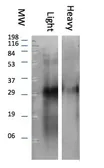 Rabbit Anti-llama IgG (Light Chain) antibody. GTX20282