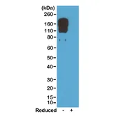 Rabbit Anti-Mouse IgG2c (Fc) antibody [RM223]. GTX20294