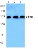 Anti-M-CSF Receptor antibody used in Western Blot (WB). GTX20298