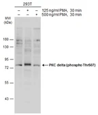Anti-PKC delta (phospho Thr507) antibody used in Western Blot (WB). GTX20305