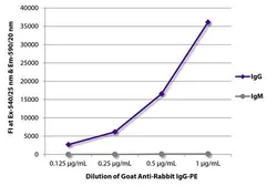 Goat Anti-Rabbit IgG (Heavy chain) antibody, pre-adsorbed (PE). GTX20309