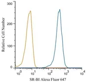 Anti-SR-BI antibody used in Flow cytometry (FACS). GTX20396