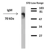 Mouse Anti-Human IgM (Fc) antibody [CH2] (HRP). GTX20772-01