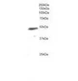Anti-NCF1 antibody used in Western Blot (WB). GTX20795