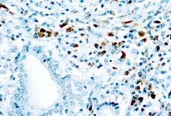 Mouse Anti-Human kappa light chain antibody [KP53] (ready-to-use). GTX20866