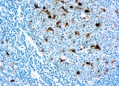 Anti-Lysozyme antibody (ready-to-use) used in IHC (Paraffin sections) (IHC-P). GTX20942