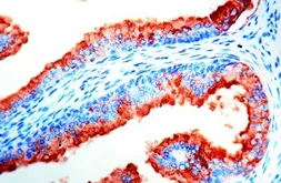 Anti-PSA antibody (ready-to-use) used in IHC (Paraffin sections) (IHC-P). GTX20946