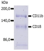 Anti-CD11b antibody [MEM-174] used in Immunoprecipitation (IP). GTX21046