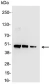 Anti-6X His tag antibody (HRP) used in Western Blot (WB). GTX21187