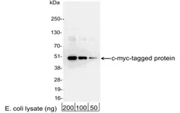 Anti-Myc tag antibody (HRP) used in Western Blot (WB). GTX21261