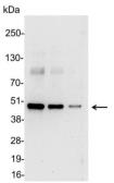 Anti-T7 tag antibody (HRP) used in Western Blot (WB). GTX21271