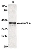 Anti-Aurora A antibody used in Immunoprecipitation (IP). GTX21287
