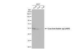 Goat Anti-Rabbit IgG antibody (HRP). GTX213110-01