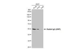 Goat Anti-Rabbit IgG antibody (HRP). GTX213110-01