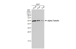 Goat Anti-Mouse IgG antibody (HRP). GTX213111-01