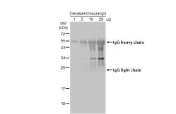 Goat Anti-Mouse IgG antibody (HRP). GTX213111-01