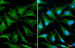 Goat Anti-Mouse IgG antibody (DyLight488). GTX213111-04