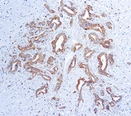 Anti-VEGFA antibody [VG1] used in IHC (Paraffin sections) (IHC-P). GTX21316