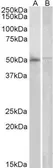 Anti-DOK3 antibody, C-term used in Western Blot (WB). GTX21357