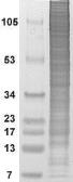 HeLa cell lysate, Nuclear Fraction. GTX21405