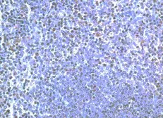 Anti-TLR5 antibody used in IHC (Paraffin sections) (IHC-P). GTX21654
