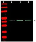 Anti-beta Actin antibody used in Western Blot (WB). GTX21801