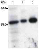 Anti-FYN antibody [FYN-01] used in Immunoprecipitation (IP). GTX21881