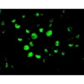 Anti-Caspase 10 antibody used in Immunocytochemistry/ Immunofluorescence (ICC/IF). GTX22012